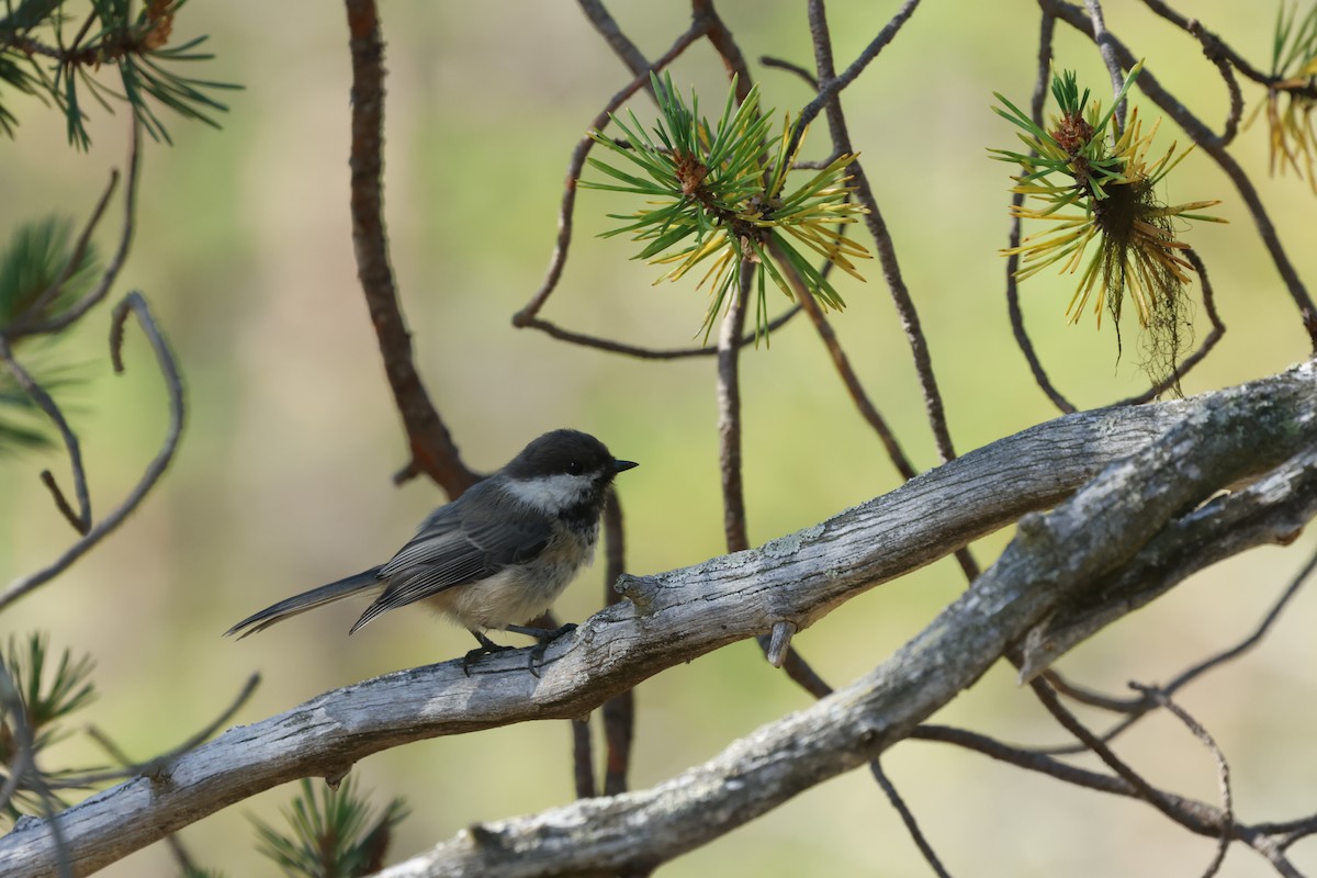 Gray-headed Chickadee - ML639977231