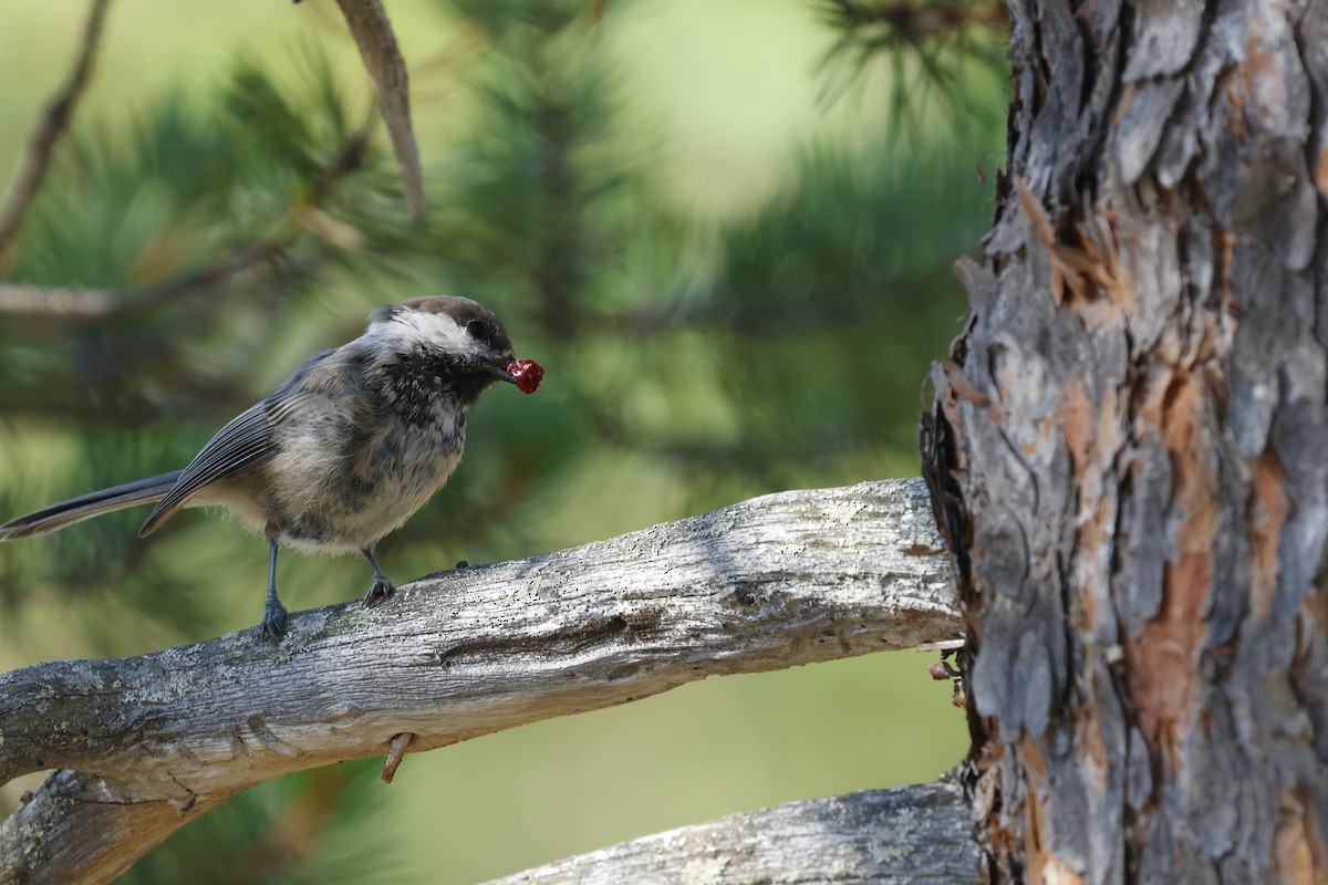 Gray-headed Chickadee - ML639977236