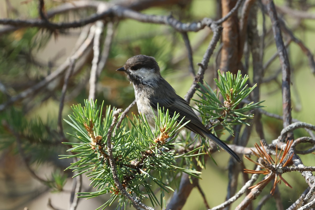 Gray-headed Chickadee - ML639977242