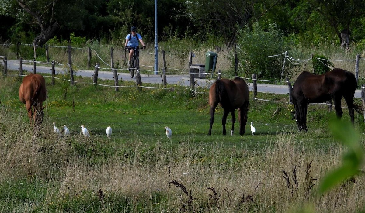 Western Cattle-Egret - ML639977290