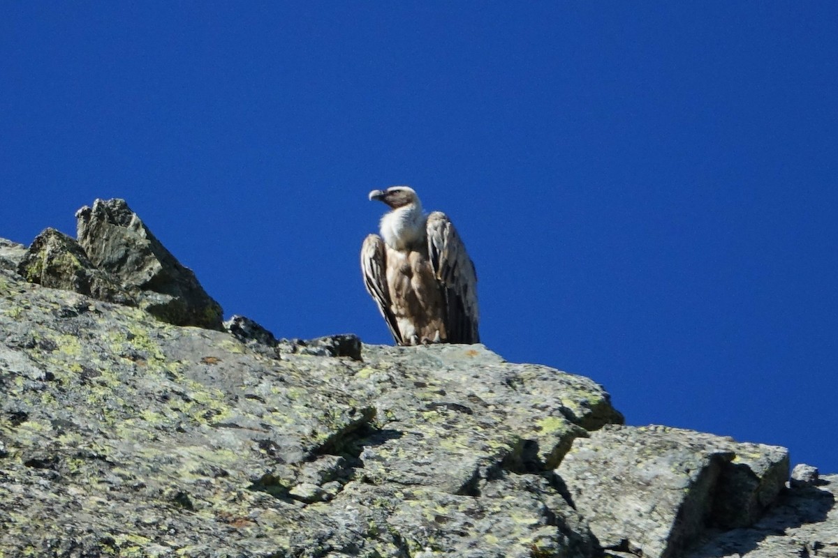 Eurasian Griffon - ML639977328