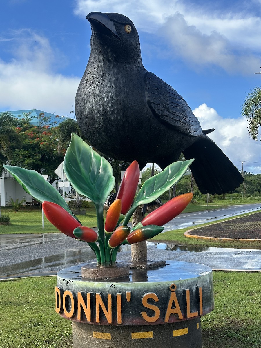 Micronesian Starling - ML639977383