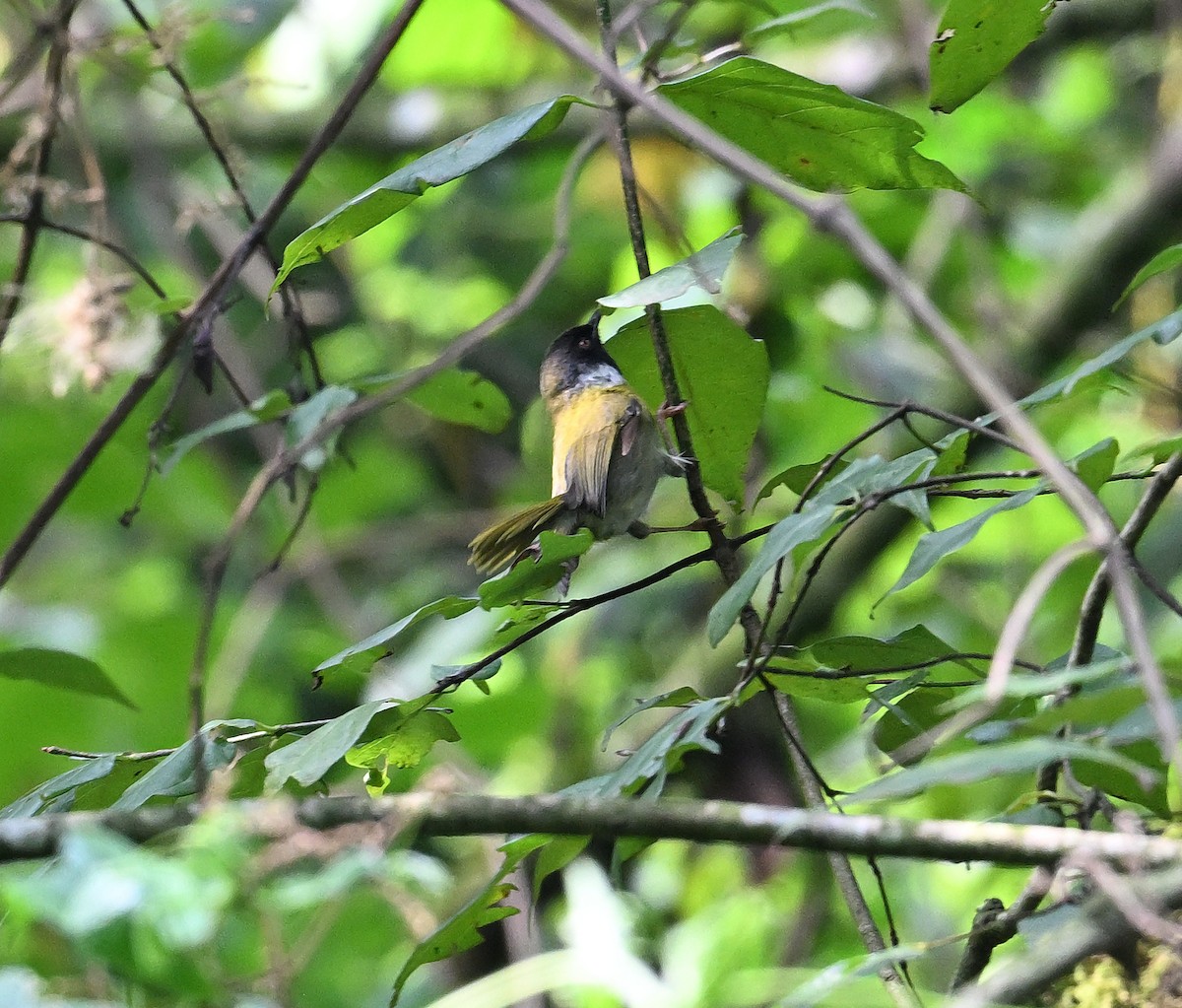 Rwenzori Hill Babbler - ML639977392