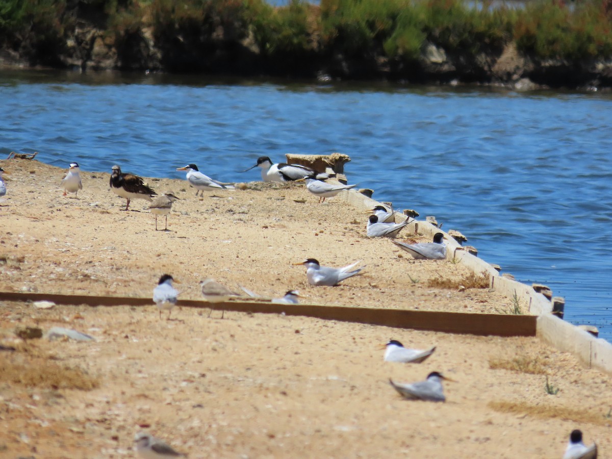 Ruddy Turnstone - ML639977396