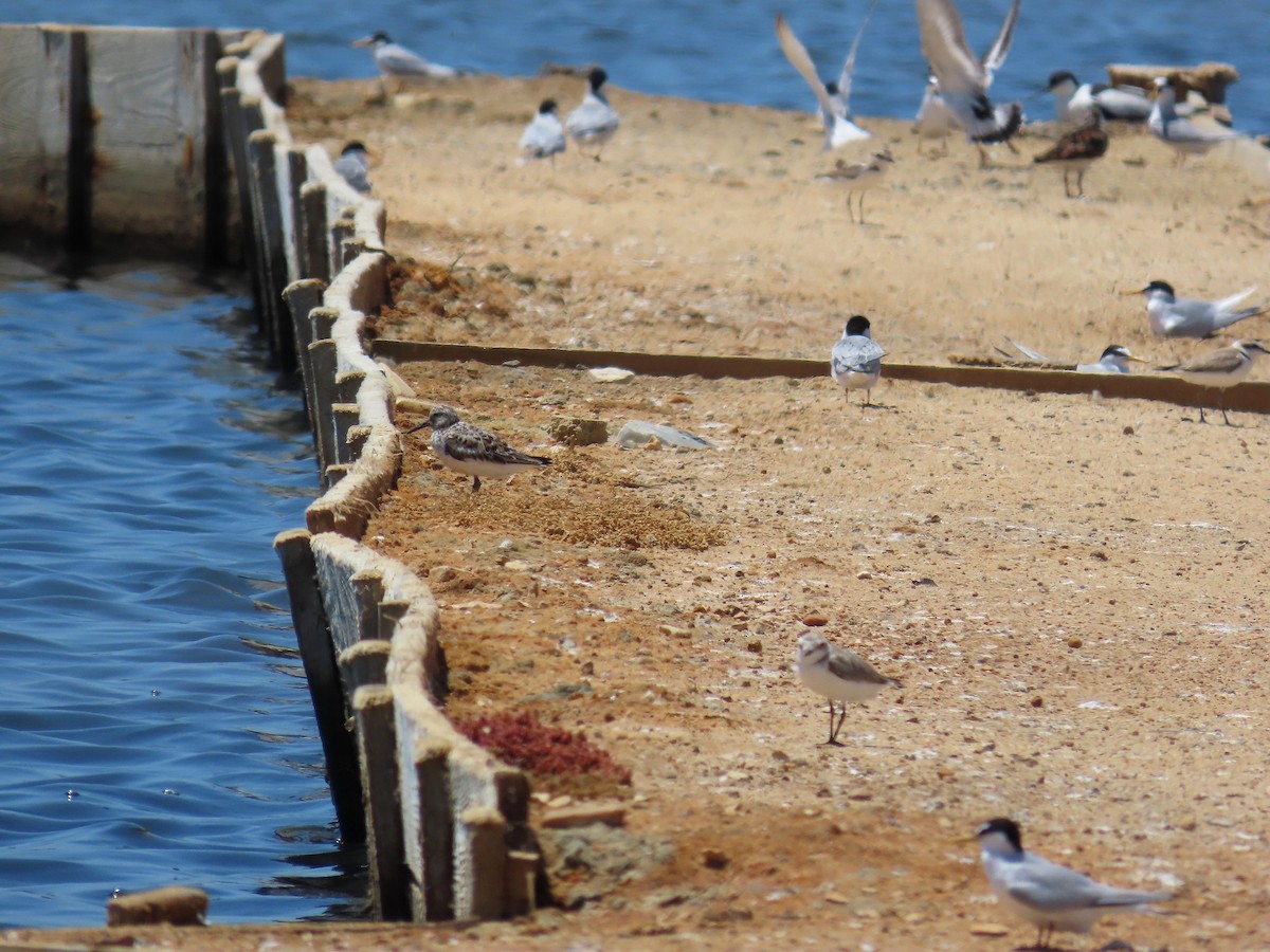 Sanderling - ML639977401