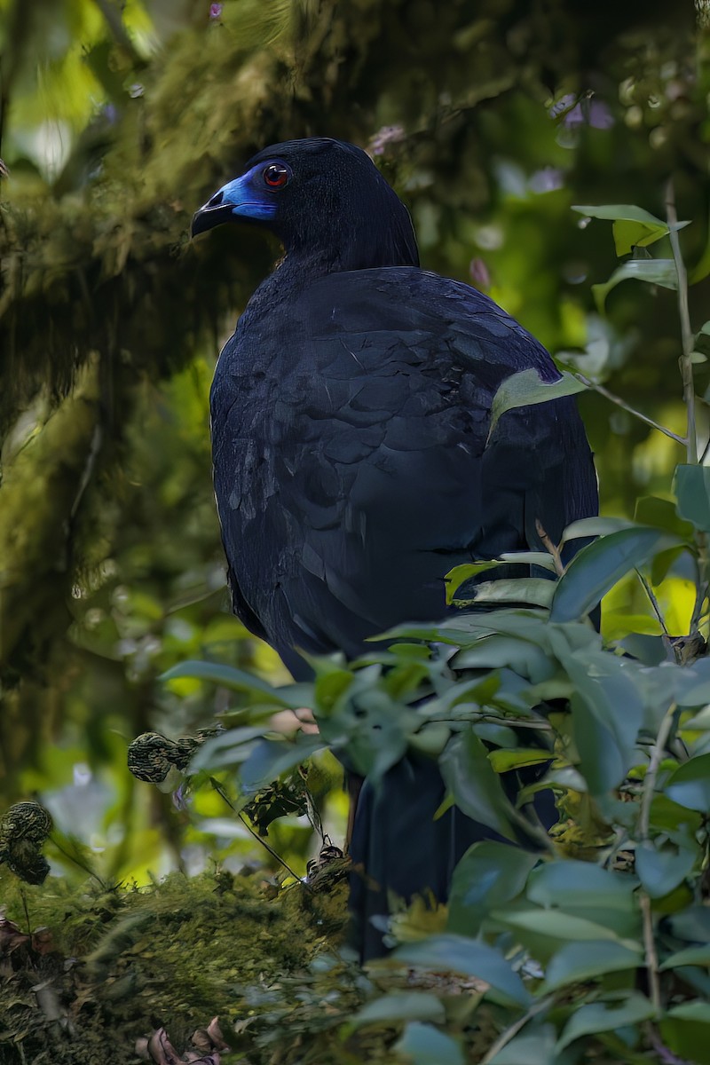 Schwarzguan - ML639977422