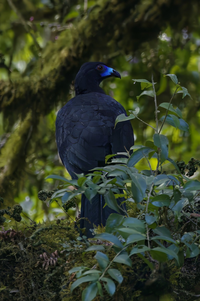 Schwarzguan - ML639977423