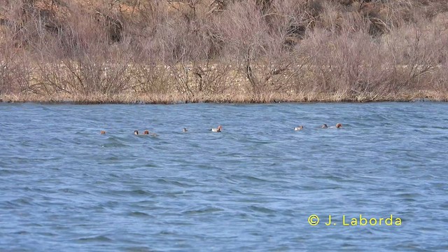 Red-crested Pochard - ML639977429
