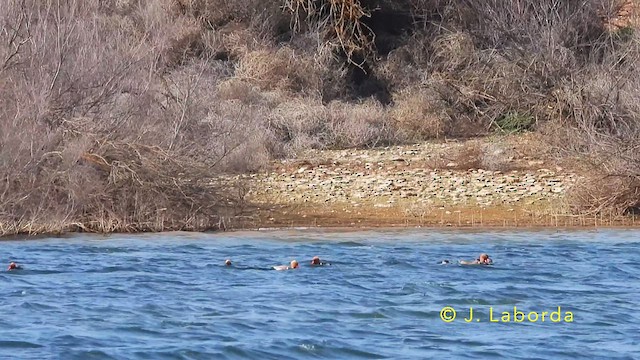 Red-crested Pochard - ML639977431