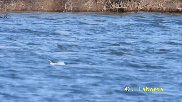 Black-headed Gull - ML639977435