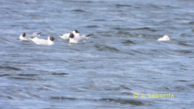 Black-headed Gull - ML639977436