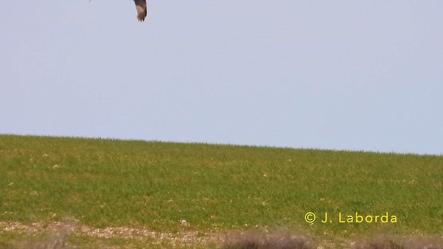 Western Marsh Harrier - ML639977448