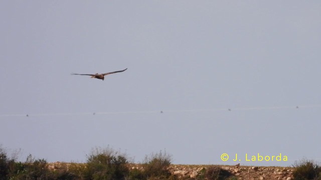 Western Marsh Harrier - ML639977449