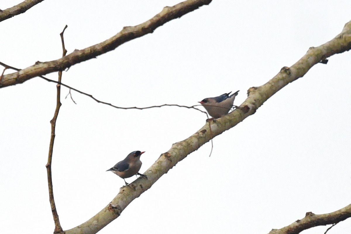 Velvet-fronted Nuthatch - ML639977481