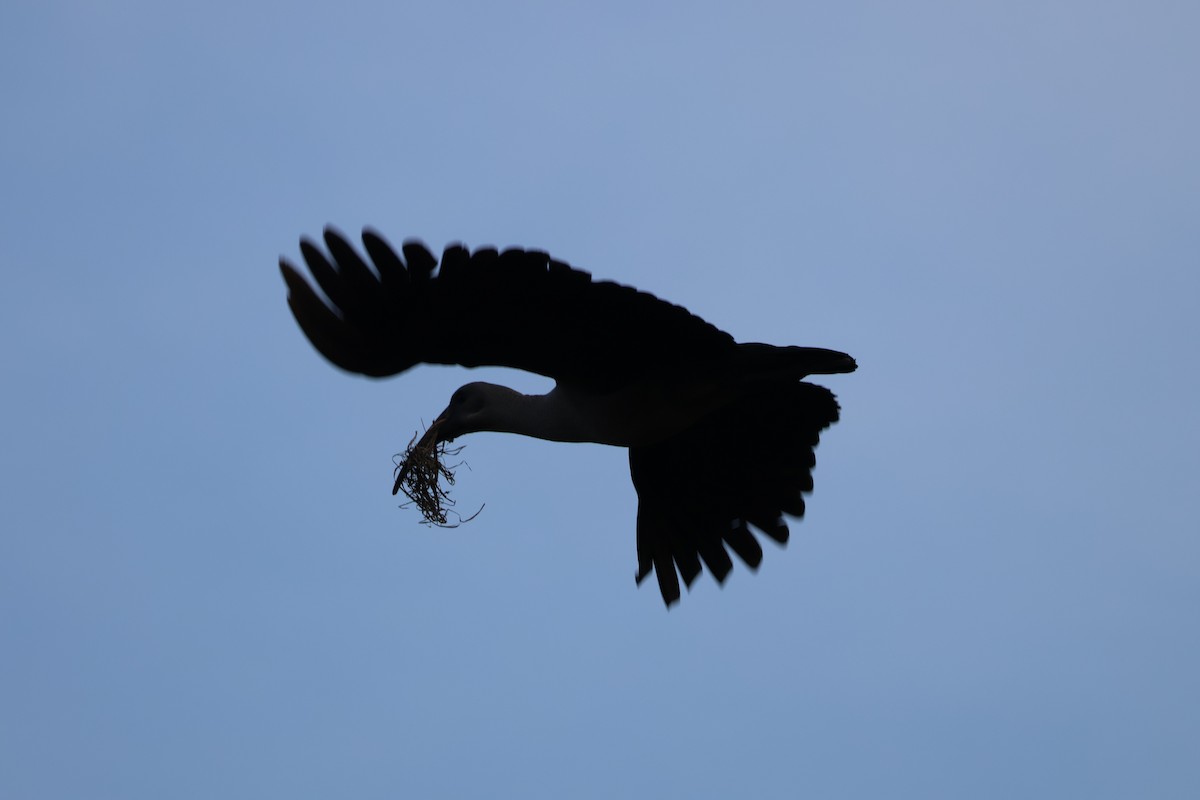 Ibis Hadada - ML639977656