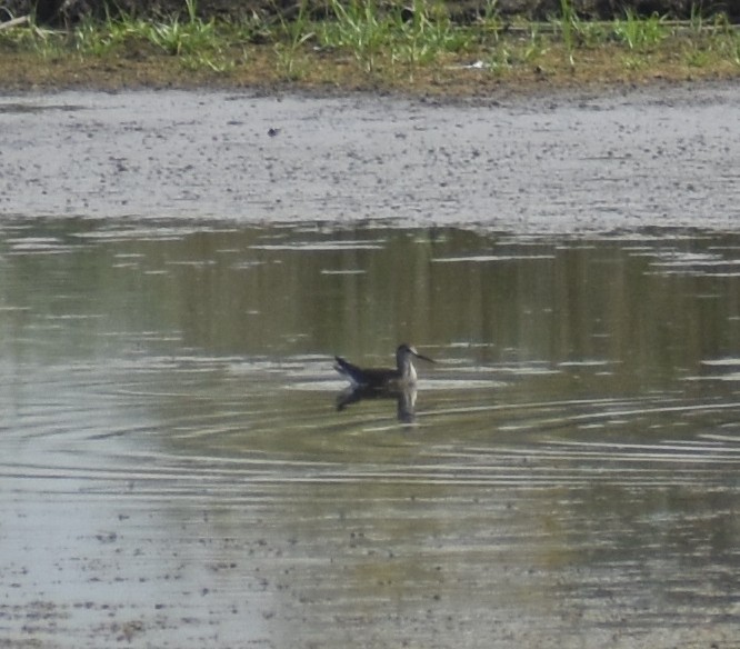 Wilson's Phalarope - ML639977672