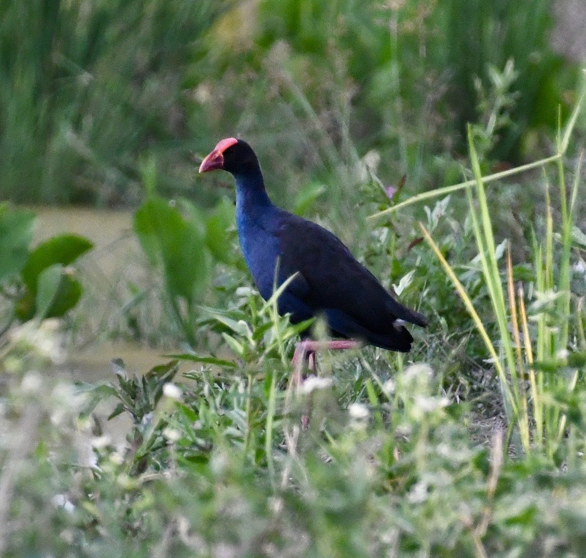 Black-backed Swamphen - ML639977686