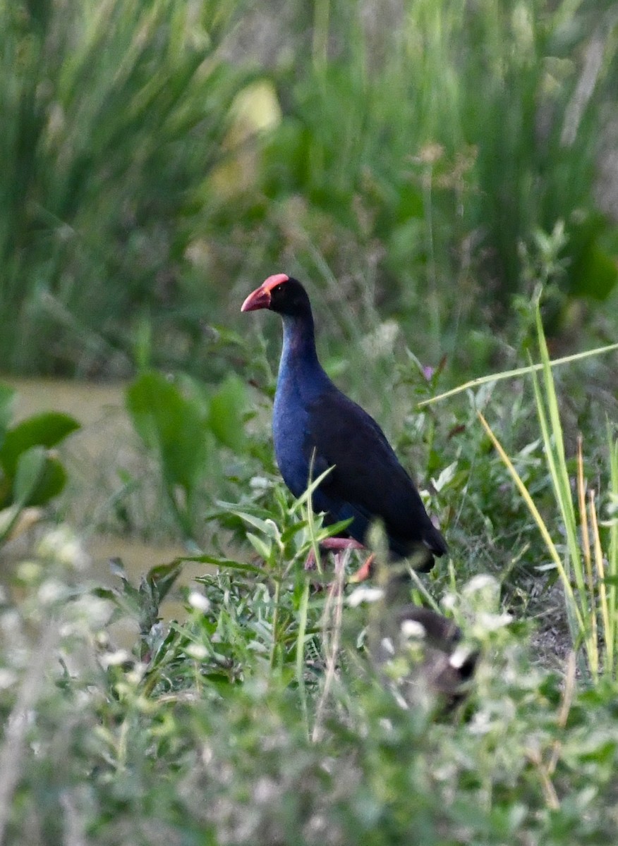Black-backed Swamphen - ML639977687