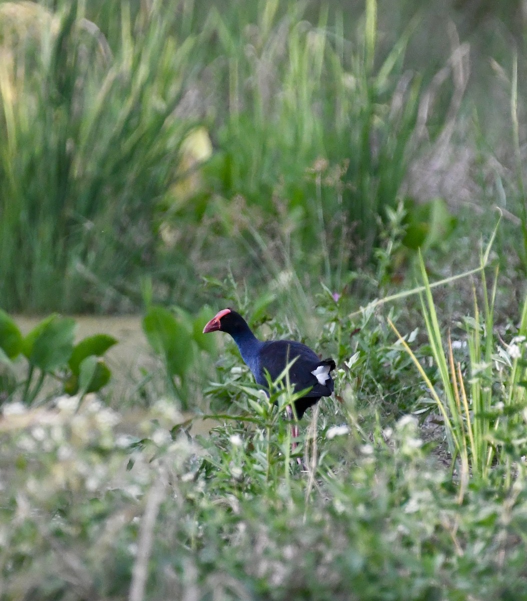 Black-backed Swamphen - ML639977688