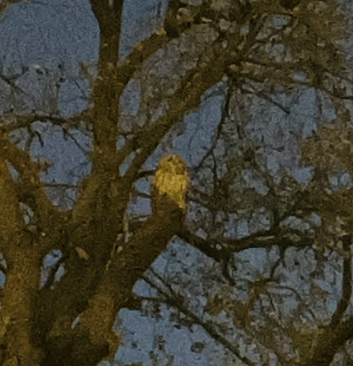 Tawny Owl - ML639977708