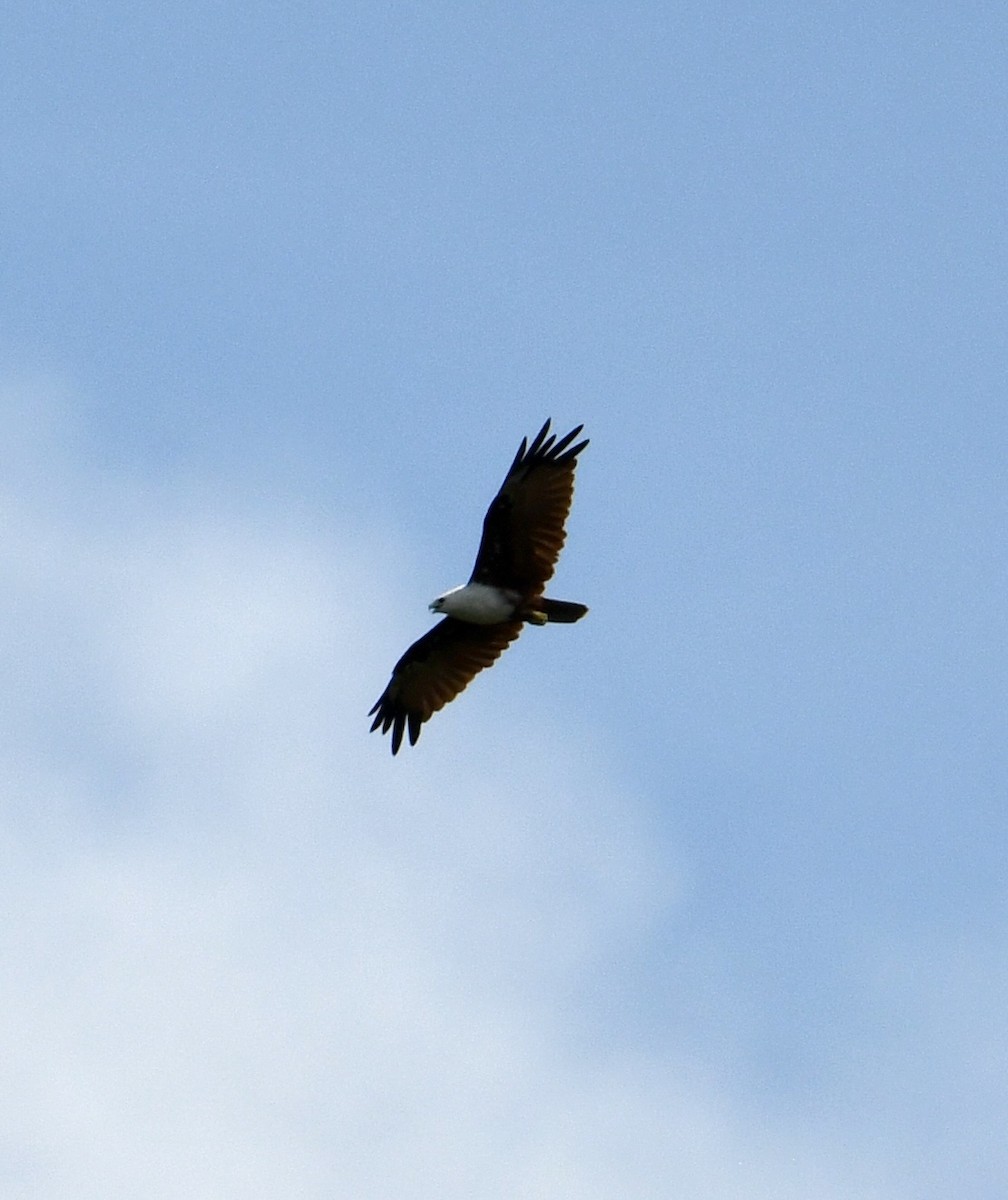 Brahminy Kite - ML639977729