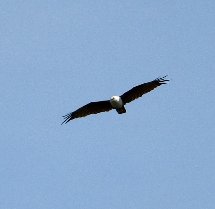 Brahminy Kite - ML639977730
