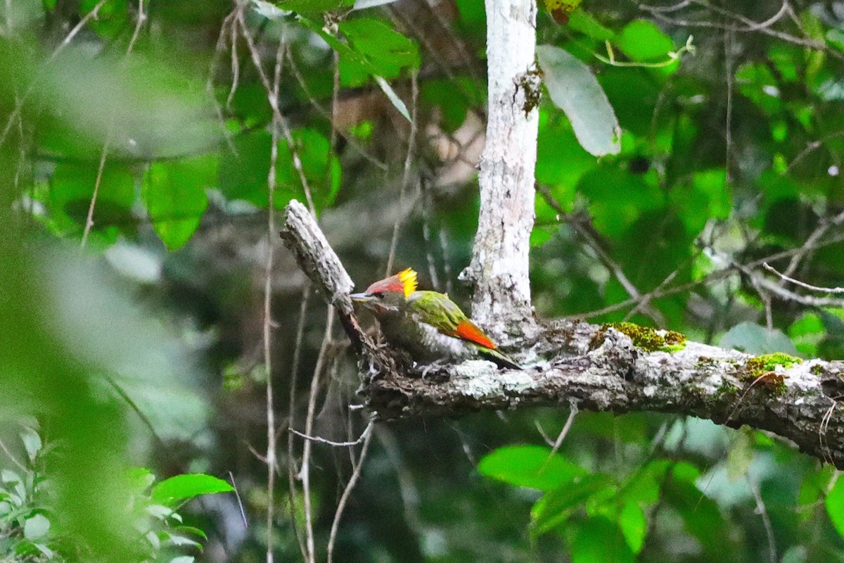 Lesser Yellownape - ML639977748