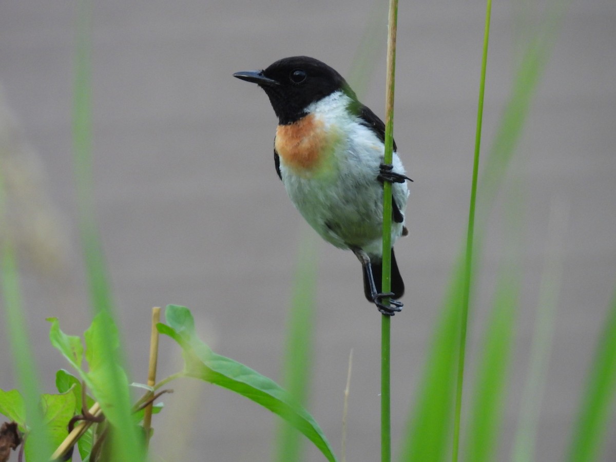 Amur Stonechat - ML639977808