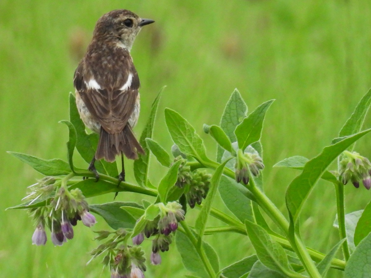 Amur Stonechat - ML639977809
