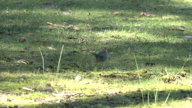 Splendid Fairywren - ML639977818