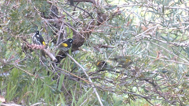 New Holland Honeyeater - ML639977828