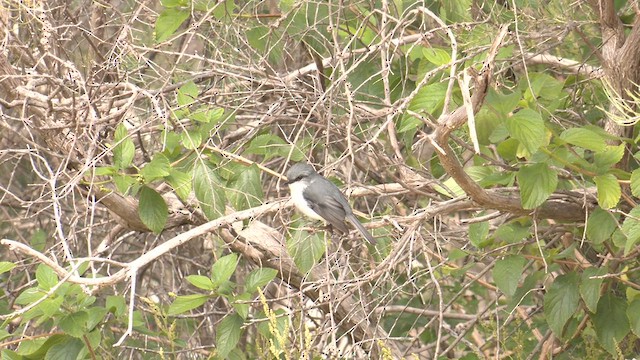 White-breasted Robin - ML639977834