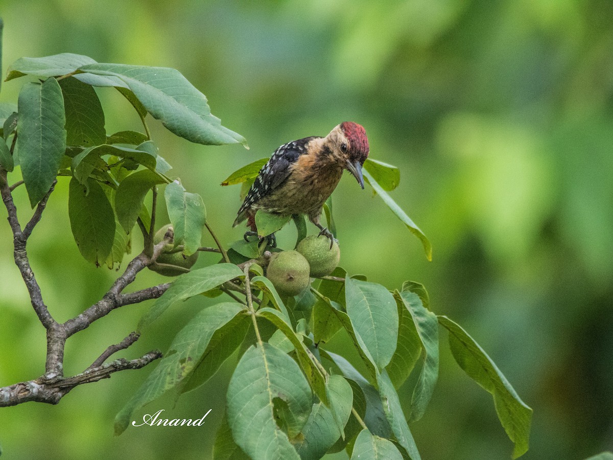Fulvous-breasted Woodpecker - ML639977846