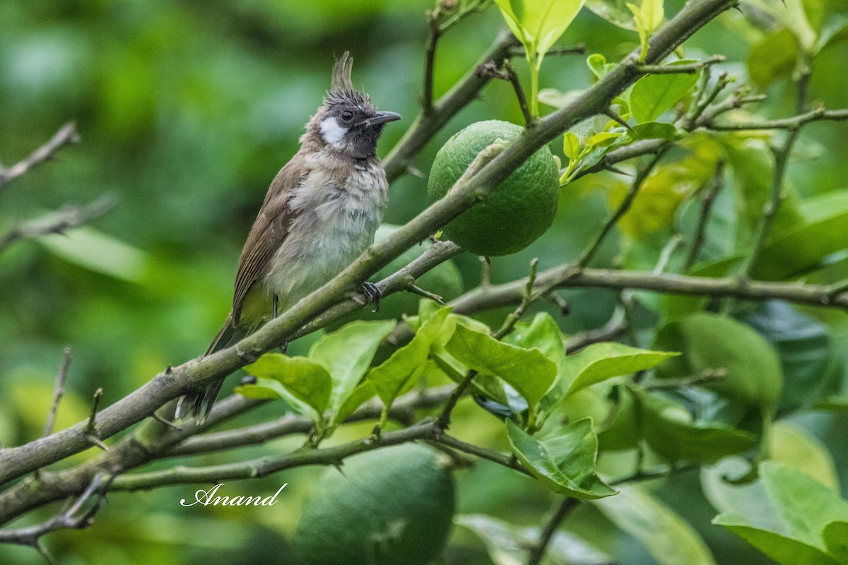 Himalayan Bulbul - ML639977853