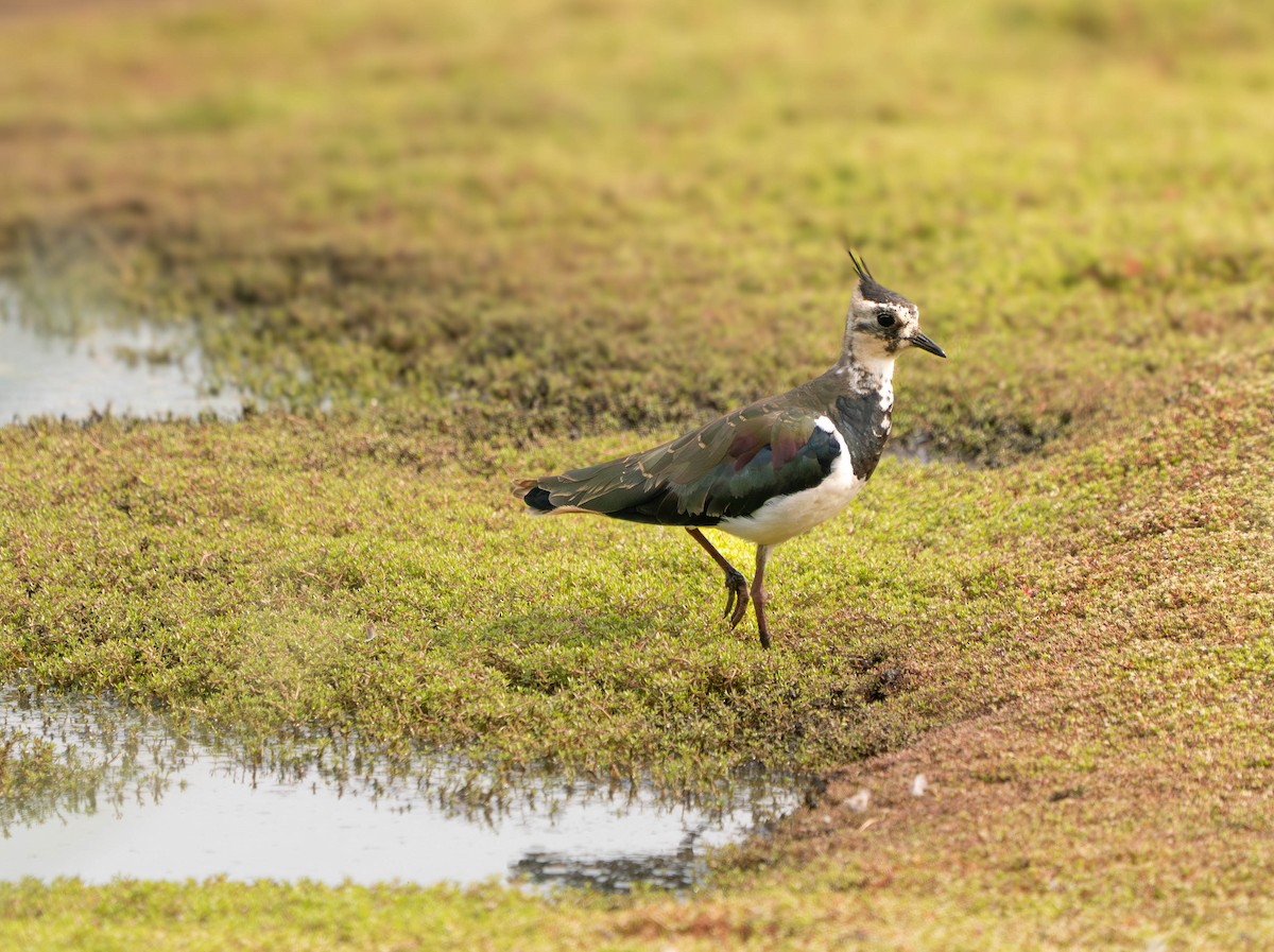 Kiebitz - ML639977863