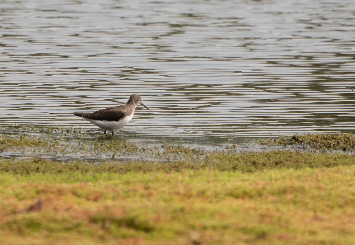 Green Sandpiper - ML639977866