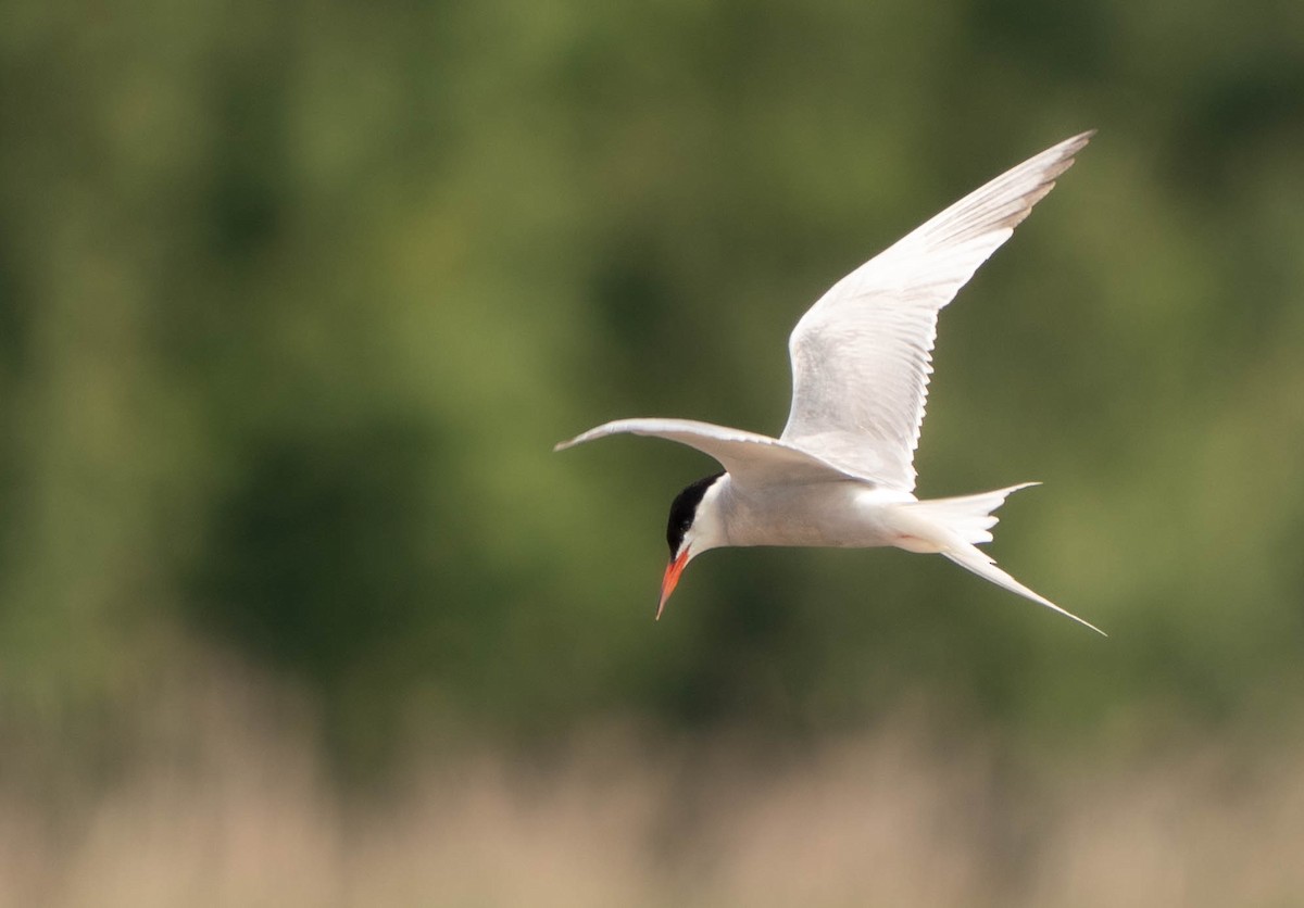 Flussseeschwalbe - ML639977872