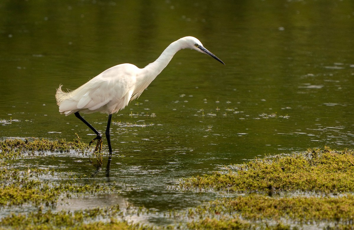 Seidenreiher - ML639977877