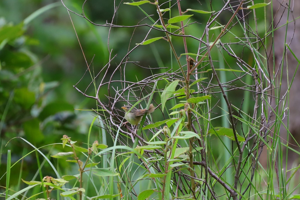 Brown Prinia - ML639977920