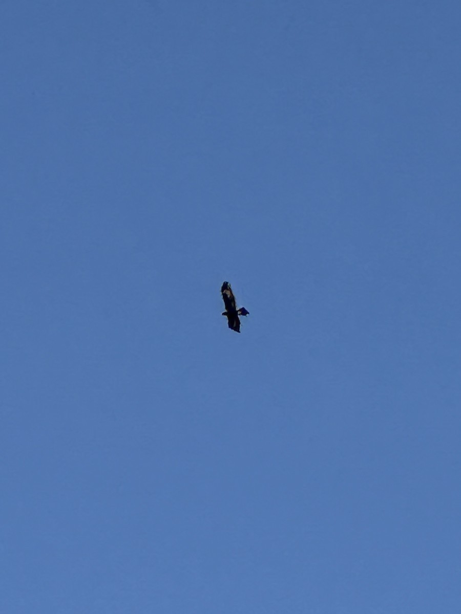 Wedge-tailed Eagle - ML639977997