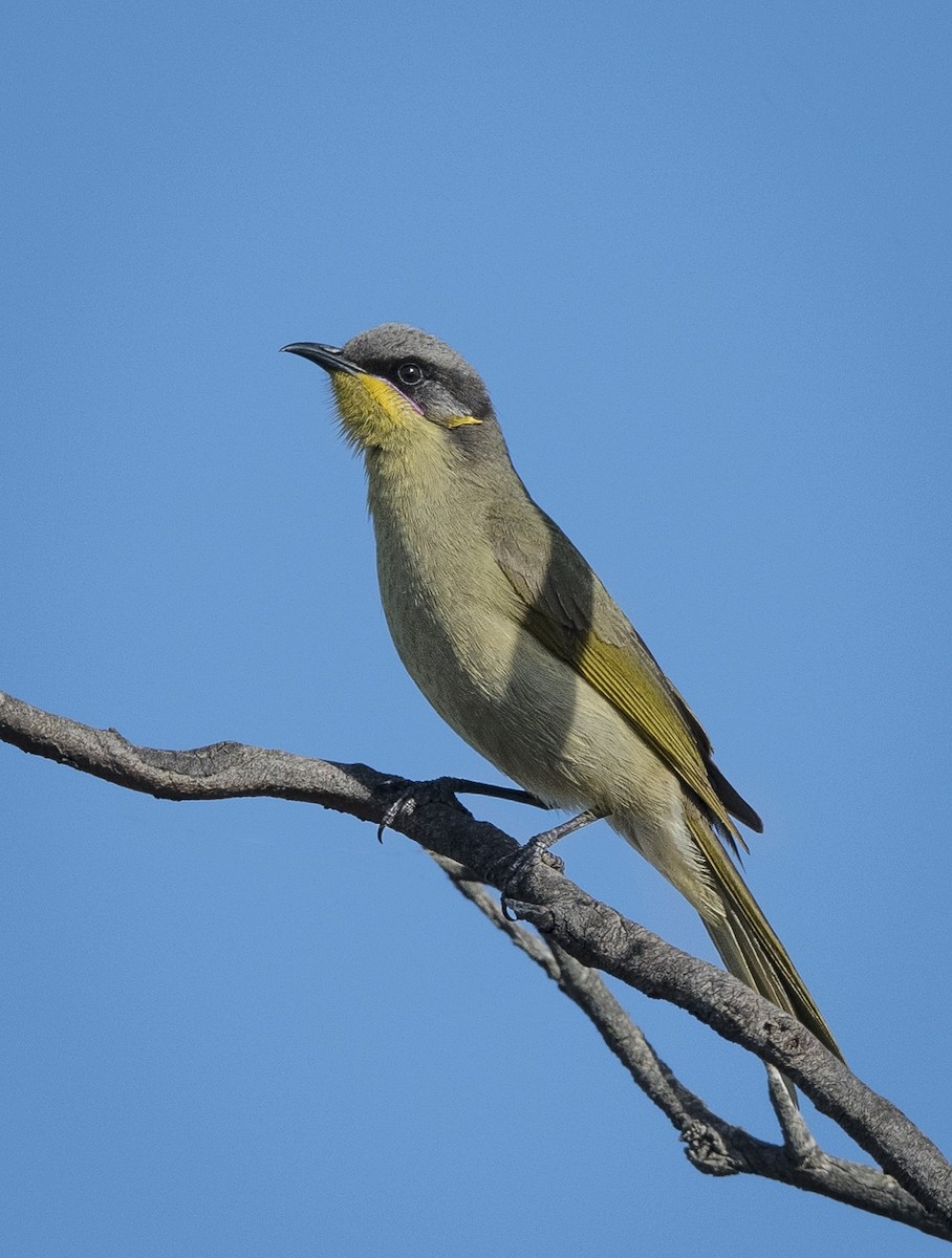 Purple-gaped Honeyeater - ML639978017