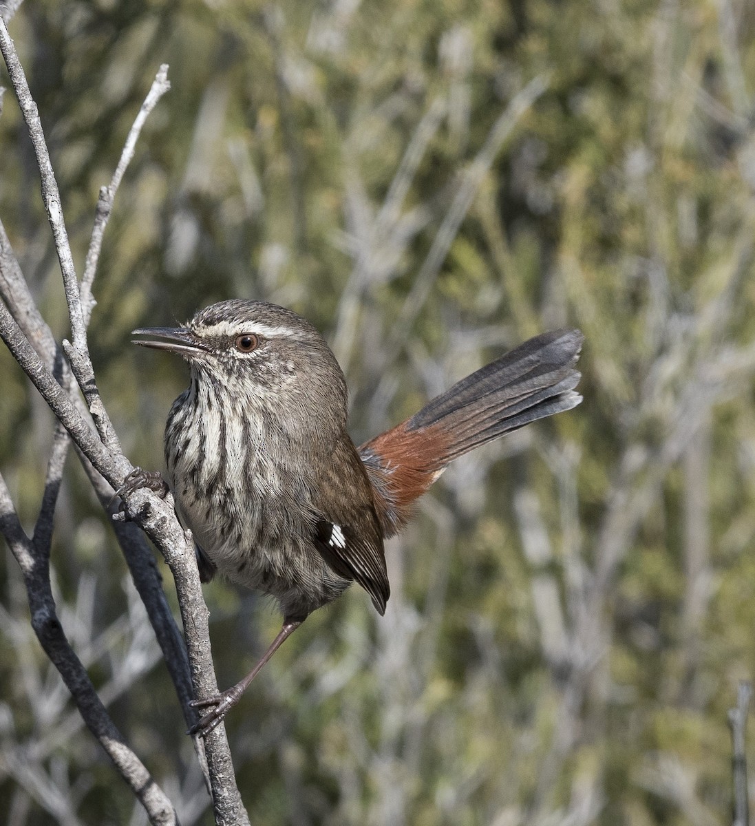 Shy Heathwren - ML639978022