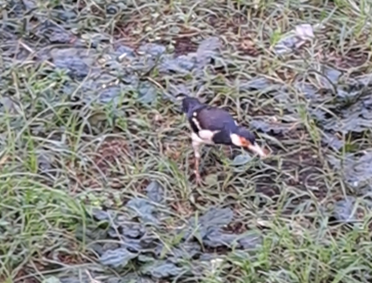 Javan Pied Starling - ML639978077