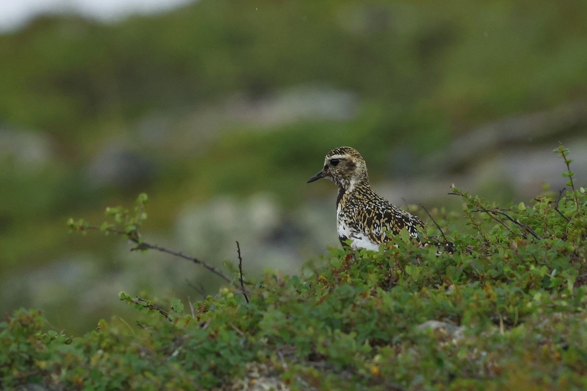 European Golden-Plover - ML639978089