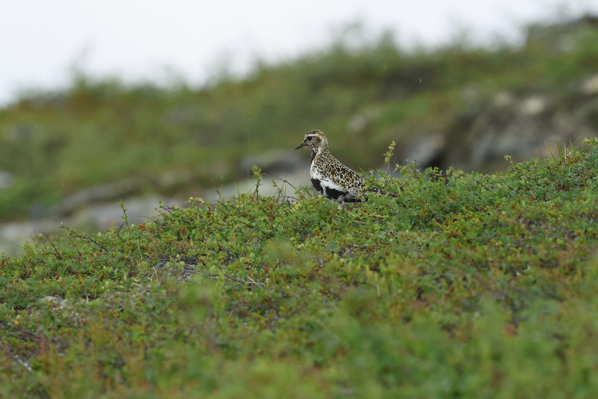 European Golden-Plover - ML639978090