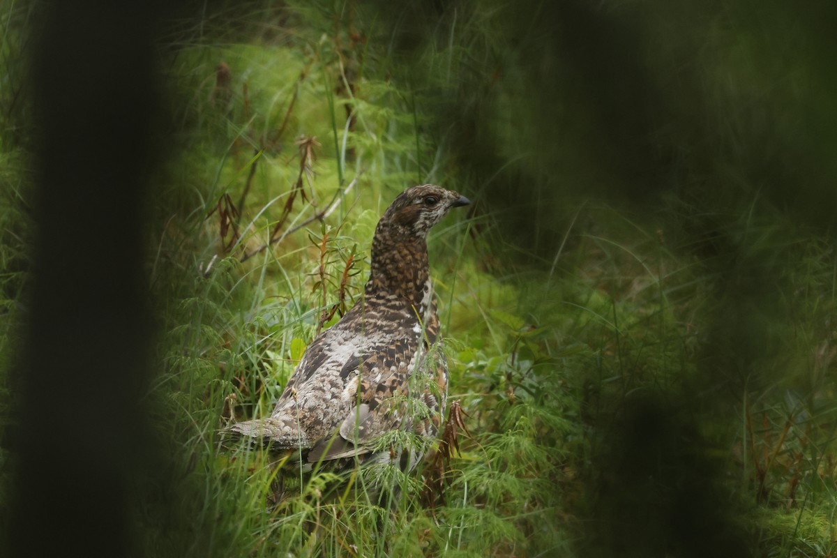 Hazel Grouse - ML639978168