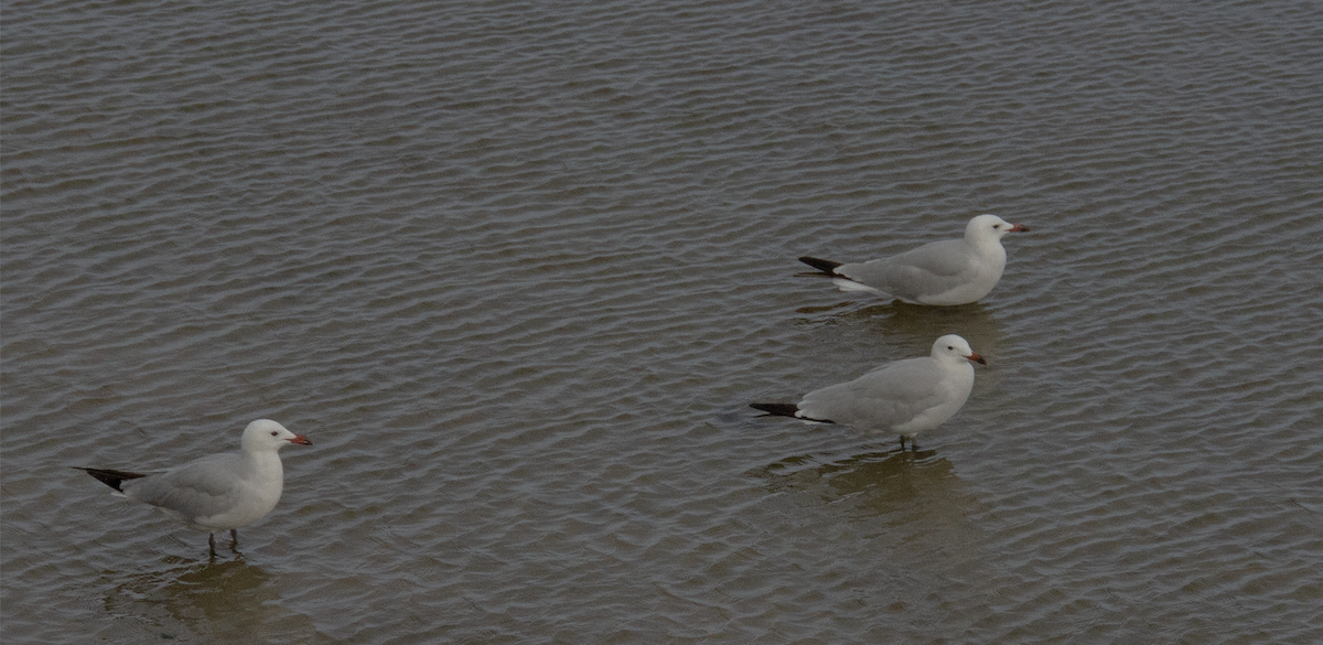 Audouin's Gull - ML639978185