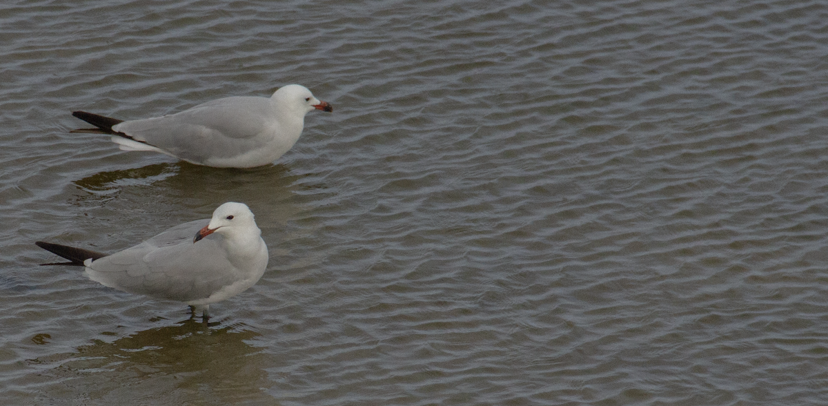 Audouin's Gull - ML639978189