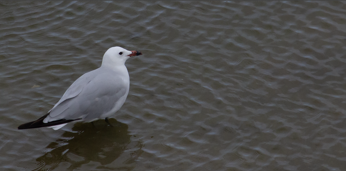 Audouin's Gull - ML639978190