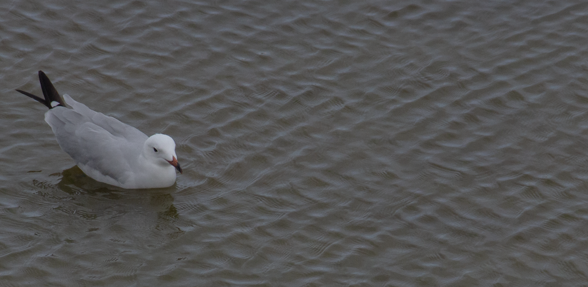 Audouin's Gull - ML639978192